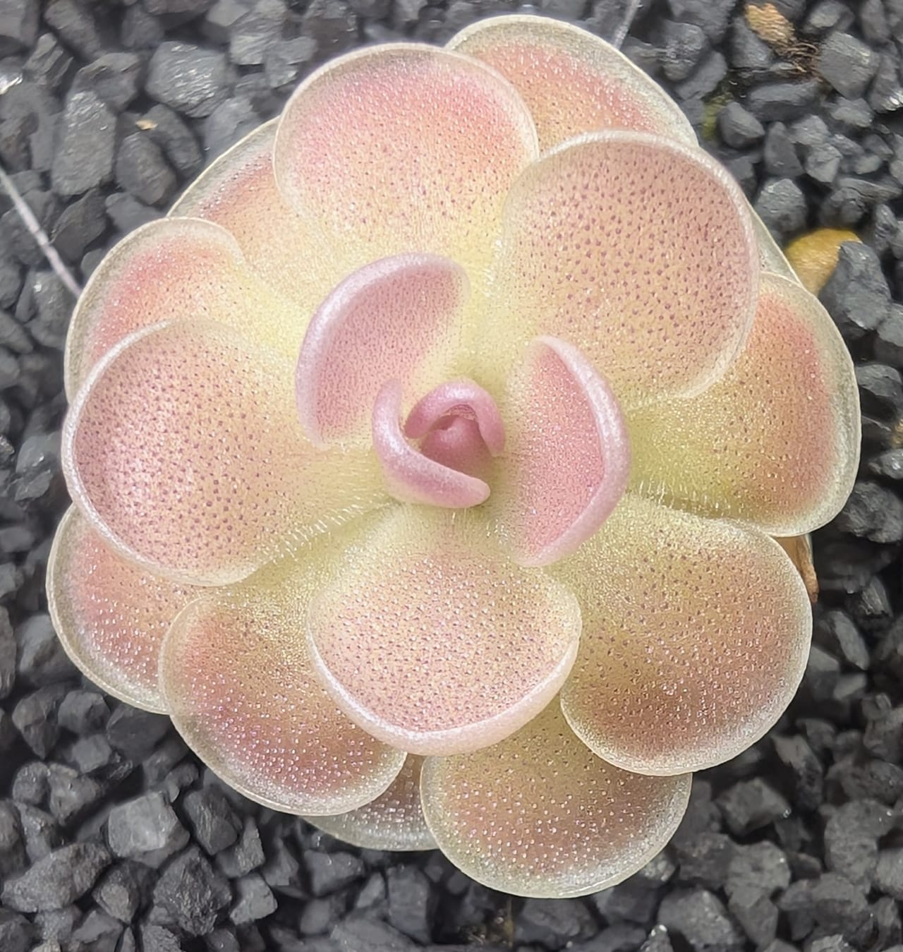 Beautiful Pinguicula esseriana sparkling with dew